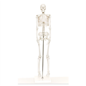 Full Body Mini Skeleton